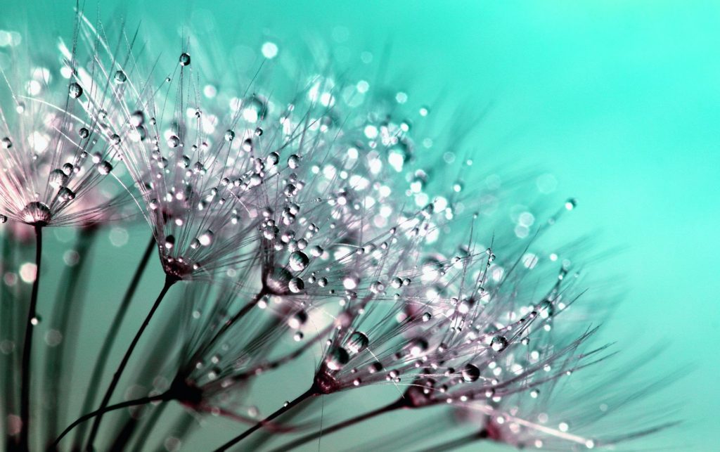 dandelion fluff with dew drops against aqua blue background