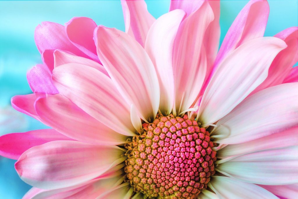 Pink Daisy on aqua blue background