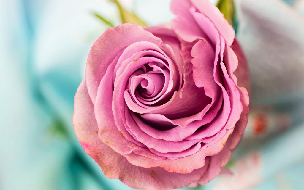 dusty pink rose on aqua blue background