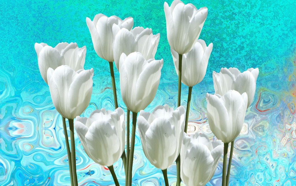 white tulips against aqua background